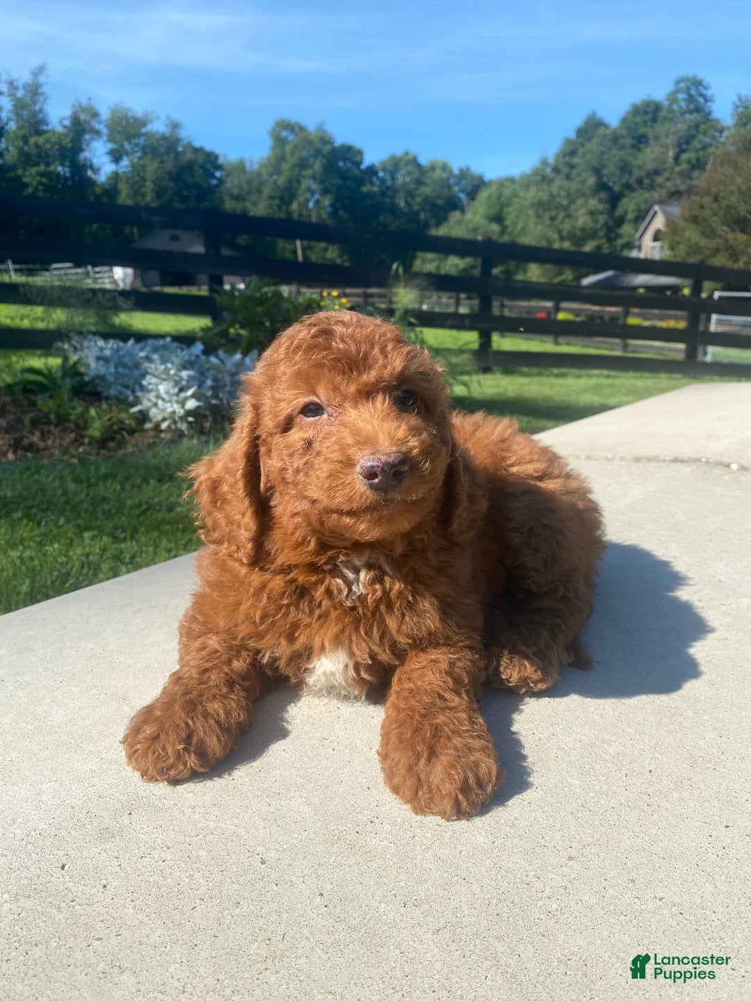 Mini Goldendoodle dogs for sale: Dane - Image 3