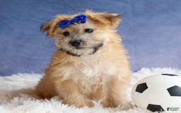 Yochon dogs for sale: Tobias - Image 10
