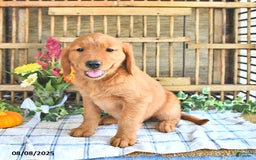 Golden Retriever dogs for sale: Golden Retriever 11 puppies - Image 40