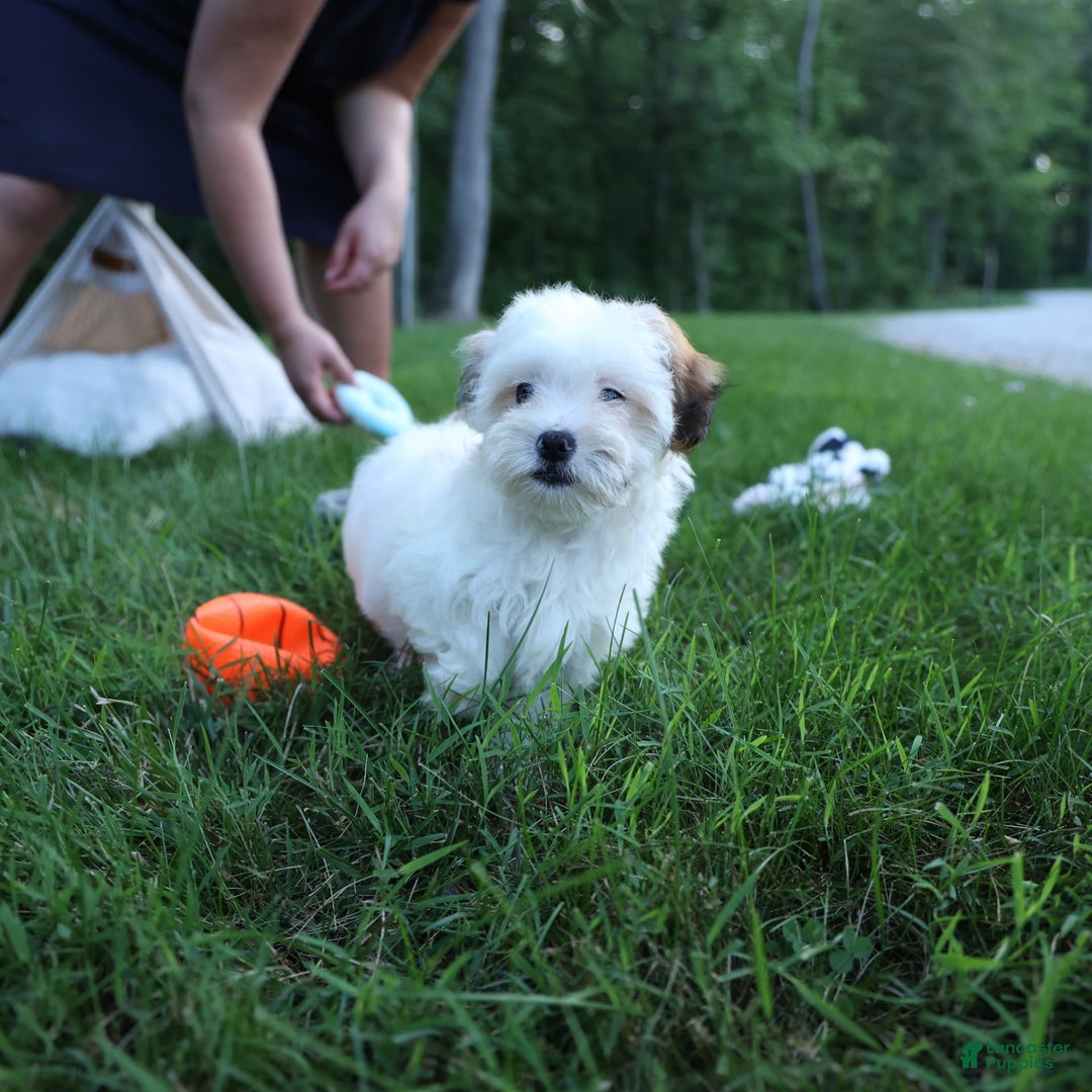 Shihpoo dogs for sale: Sophie - Image 11
