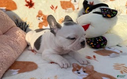 French Bulldog dogs for sale: Bunny - Image 4