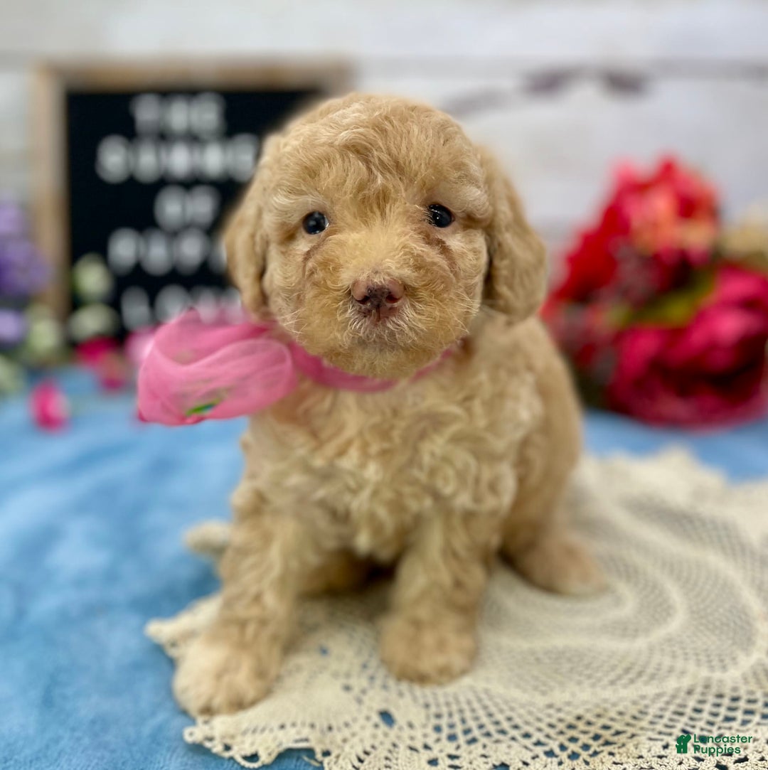 Miniature Poodle dogs for sale: Taren - Image 10