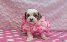 Cavapoo dogs for sale: Buzz - Image 16
