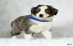 Miniature Australian Shepherd dogs for sale: Logan - Image 1