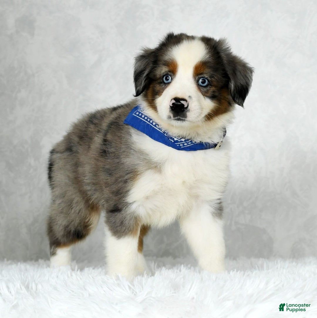 Miniature Australian Shepherd dogs for sale: Logan - Image 1