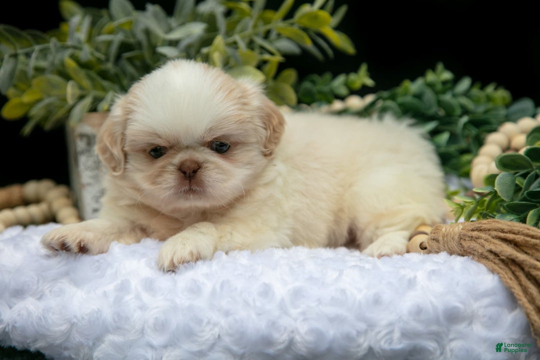 Shih Tzu dogs for sale: Taffy - Image 3