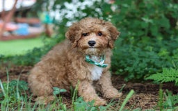 Yorkiepoo dogs for sale: Max - Image 9