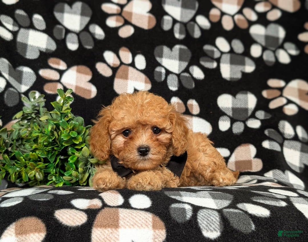 Cavapoo dogs for sale: Liam Toy Size Hypoallergenic - Image 4