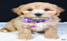 Maltipoo dogs for sale: Beth - Image 4