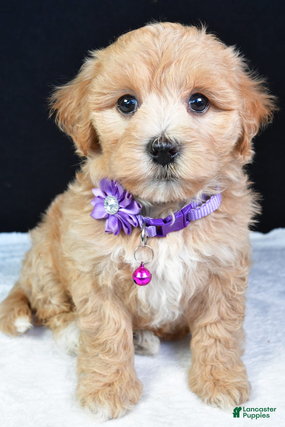 Maltipoo dogs for sale: Beth - Image 4