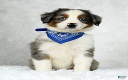 Miniature Australian Shepherd dogs for sale: Logan - Image 2