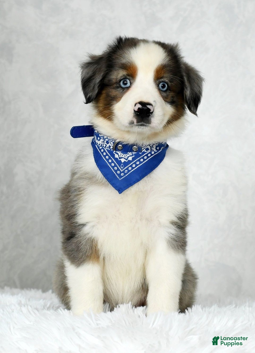 Miniature Australian Shepherd dogs for sale: Logan - Image 2