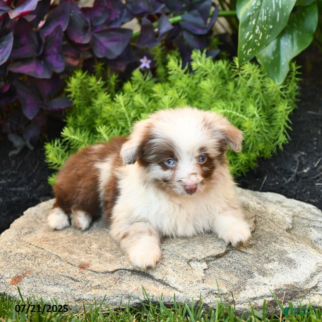 Miniature Australian Shepherd dogs for sale: Chief - Image 4