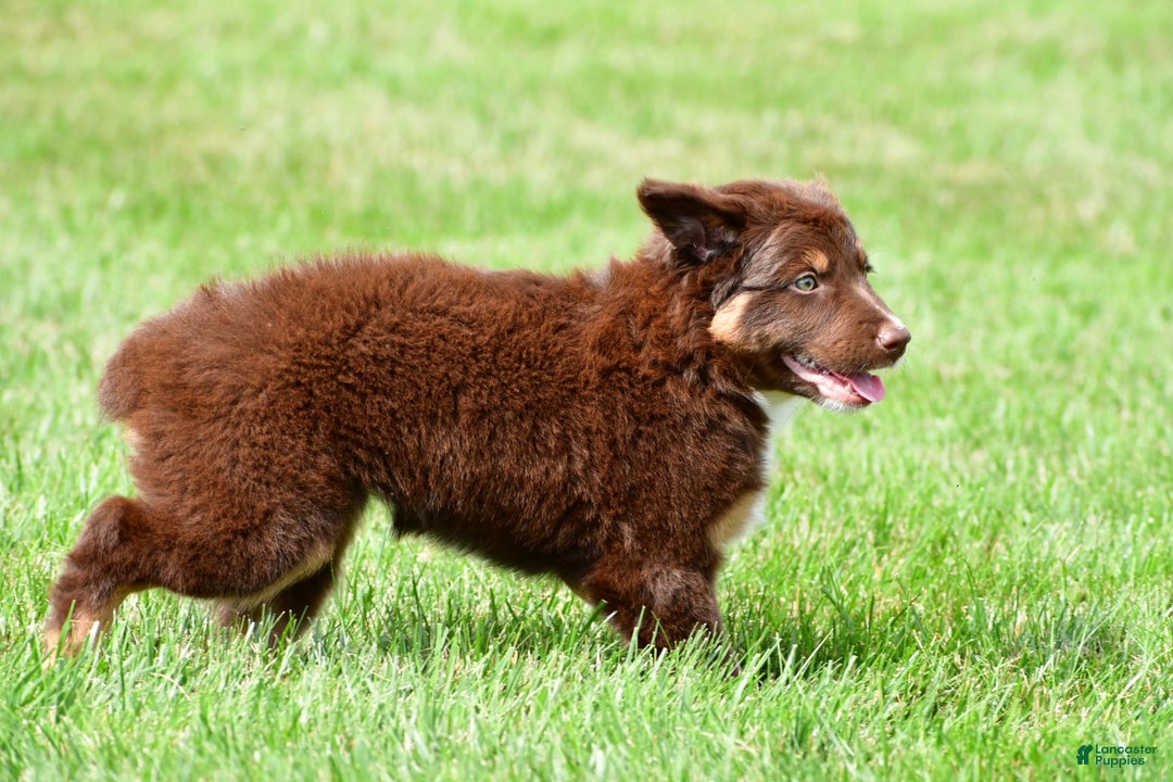Australian Shepherd dogs for sale: CoCo - Image 2