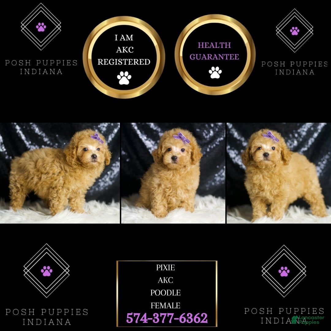 Toy Poodle dogs for sale: Pixie - Image 5