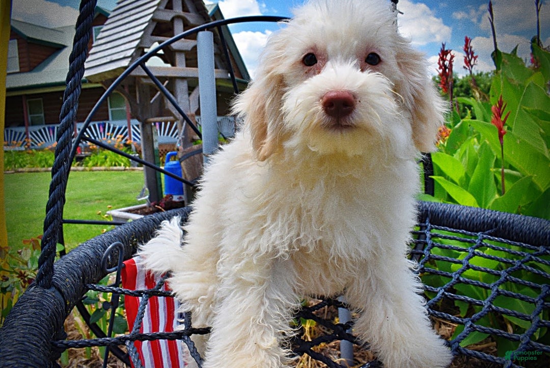 Havapoo dogs for sale: Valiant - Image 10