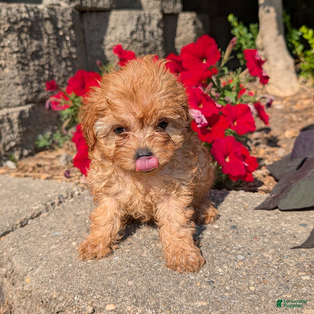 Cavapoo dogs for sale: Kobe - Image 7