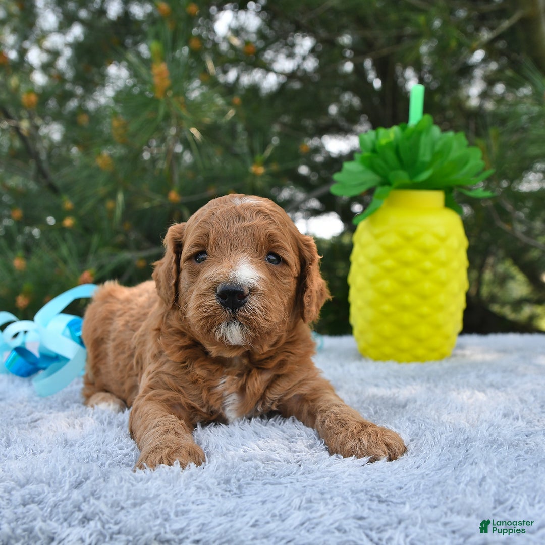 Mini Goldendoodle dogs for sale: Edger - Image 1