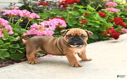 English Bulldog dogs for sale: Willow - Image 3