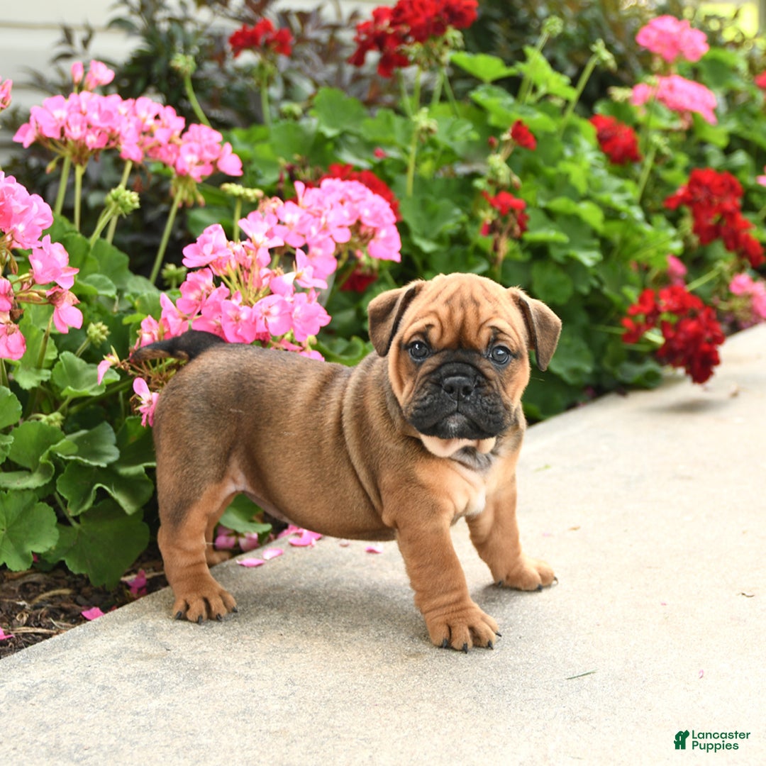 English Bulldog dogs for sale: Willow - Image 3