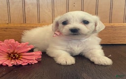 Bichon Frise dogs for sale: Bindi - Image 1