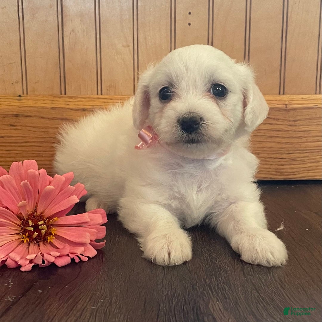 Bichon Frise dogs for sale: Bindi - Image 1