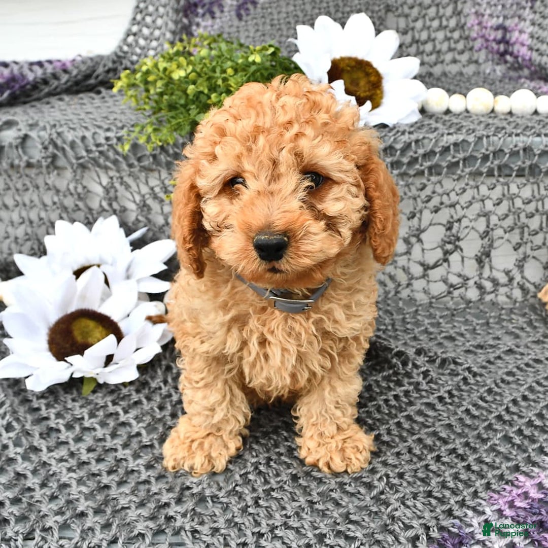 Cavapoo dogs for sale: Caramel - Image 9