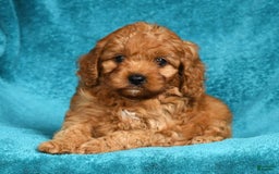 Cavapoo dogs for sale: Mandy - Image 2