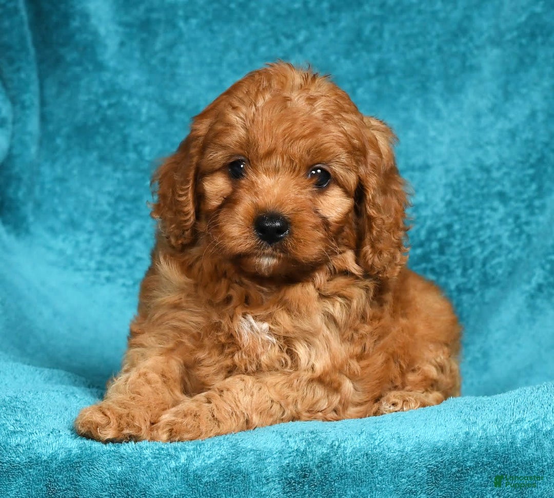 Cavapoo dogs for sale: Mandy - Image 2