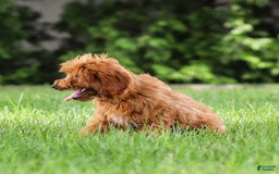 Goldendoodle dogs for sale: April - Image 11