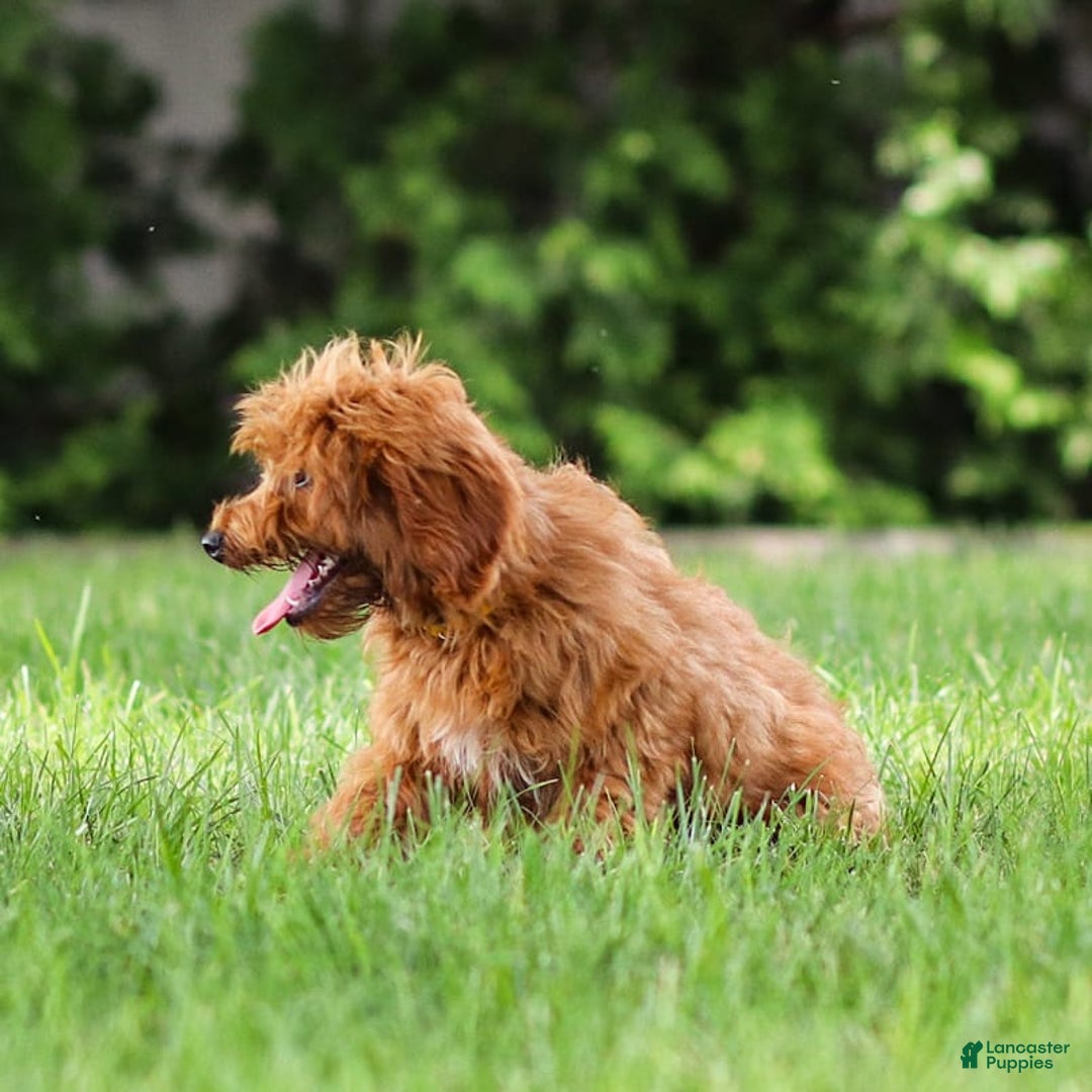 Goldendoodle dogs for sale: April - Image 11