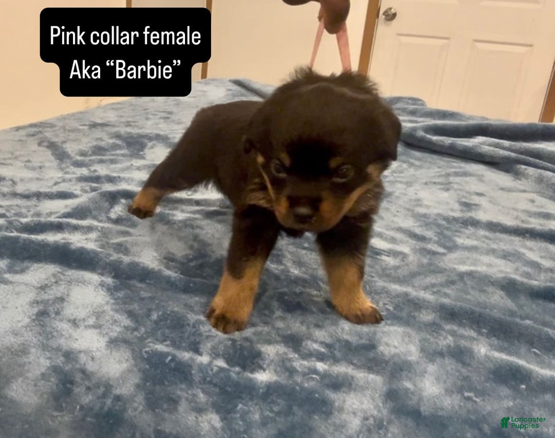 Rottweiler dogs for sale: Pink Collar - Image 4