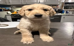 Goldendoodle dogs for sale: Red Collar Male - Image 1