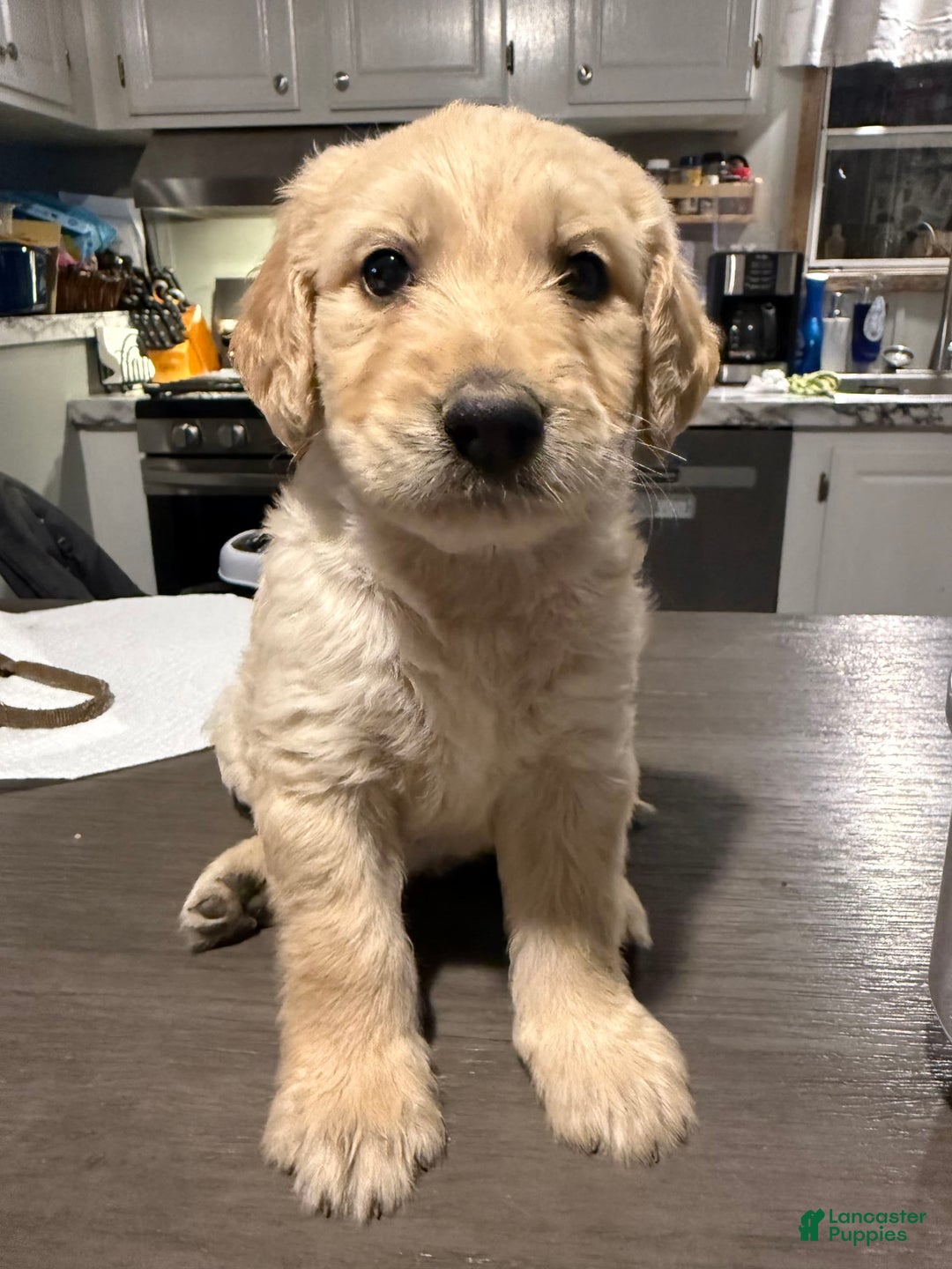 Goldendoodle dogs for sale: Red Collar Male - Image 1