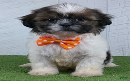 Shih Tzu dogs for sale: Simon - Image 3