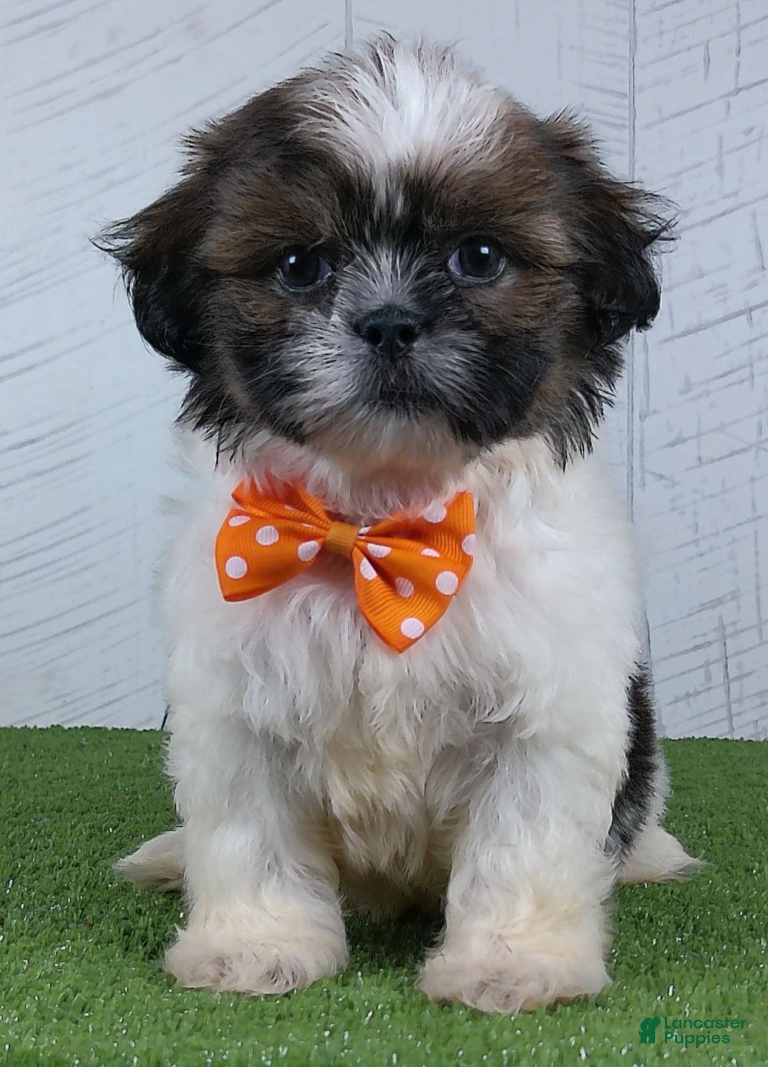 Shih Tzu dogs for sale: Simon - Image 3