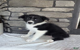 Australian Shepherd dogs for sale: Carla - Image 4