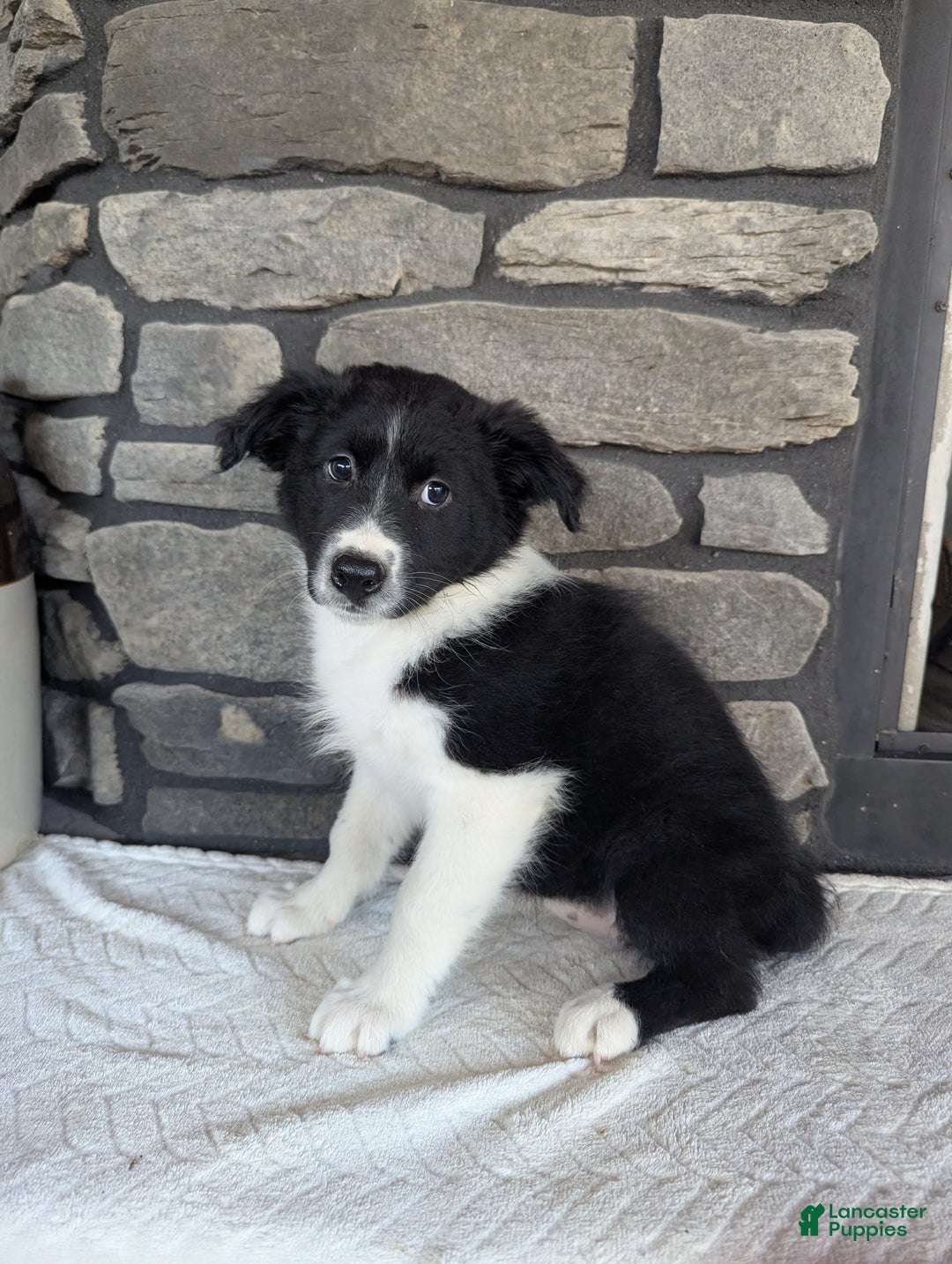 Australian Shepherd dogs for sale: Carla - Image 4