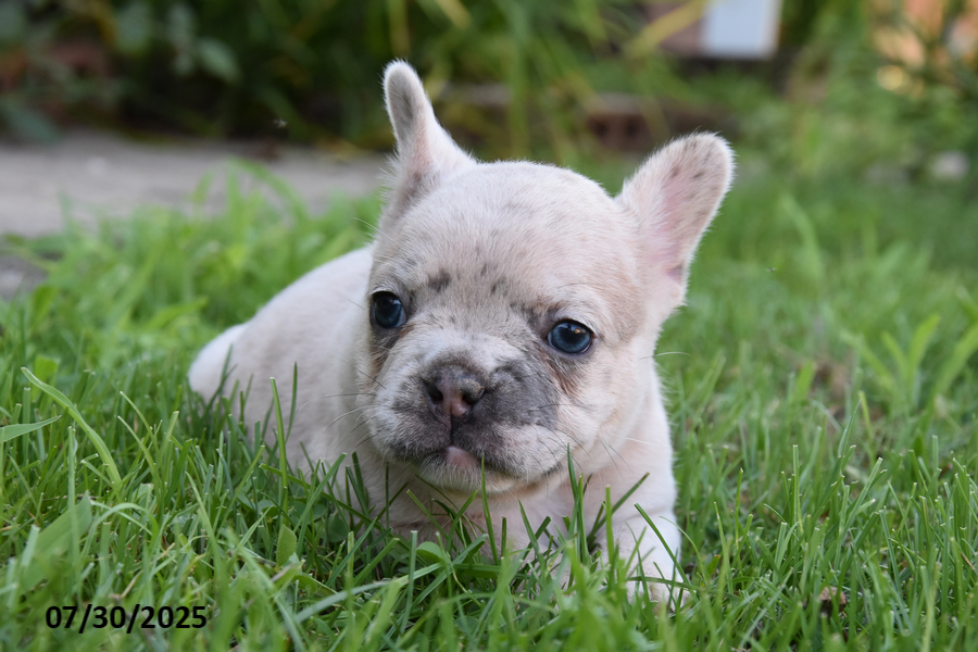 French Bulldog dogs for sale: Kristi - Image 2