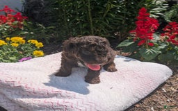 Toy Poodle dogs for sale: Zion - Image 7