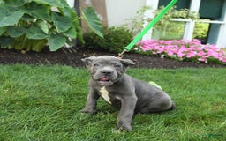 Cane Corso dogs for sale: Ocean - Image 8