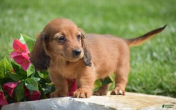 Miniature Dachshund dogs for sale: Dallas - Image 5