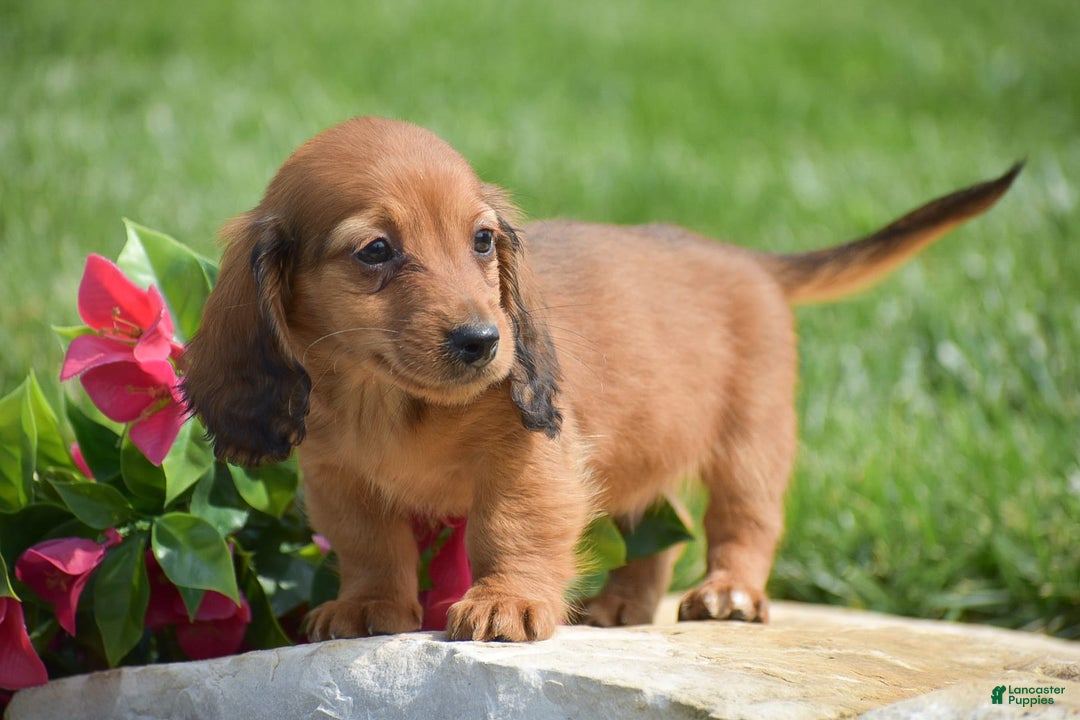 Miniature Dachshund dogs for sale: Dallas - Image 5