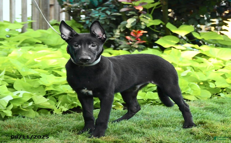 Belgian Malinois dogs for sale - Ad 1