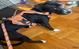 American Pit Bull Terrier dogs for sale: Shadow - Image 3