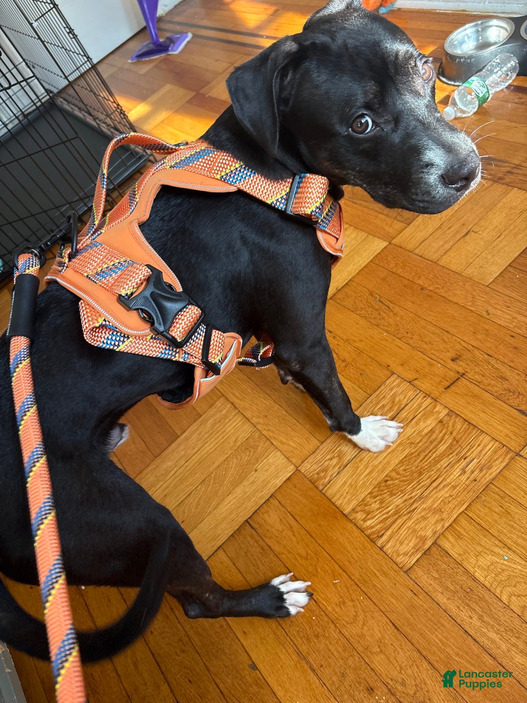 American Pit Bull Terrier dogs for sale: Shadow - Image 3