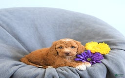 Mini Goldendoodle dogs for sale: Lola - Image 2