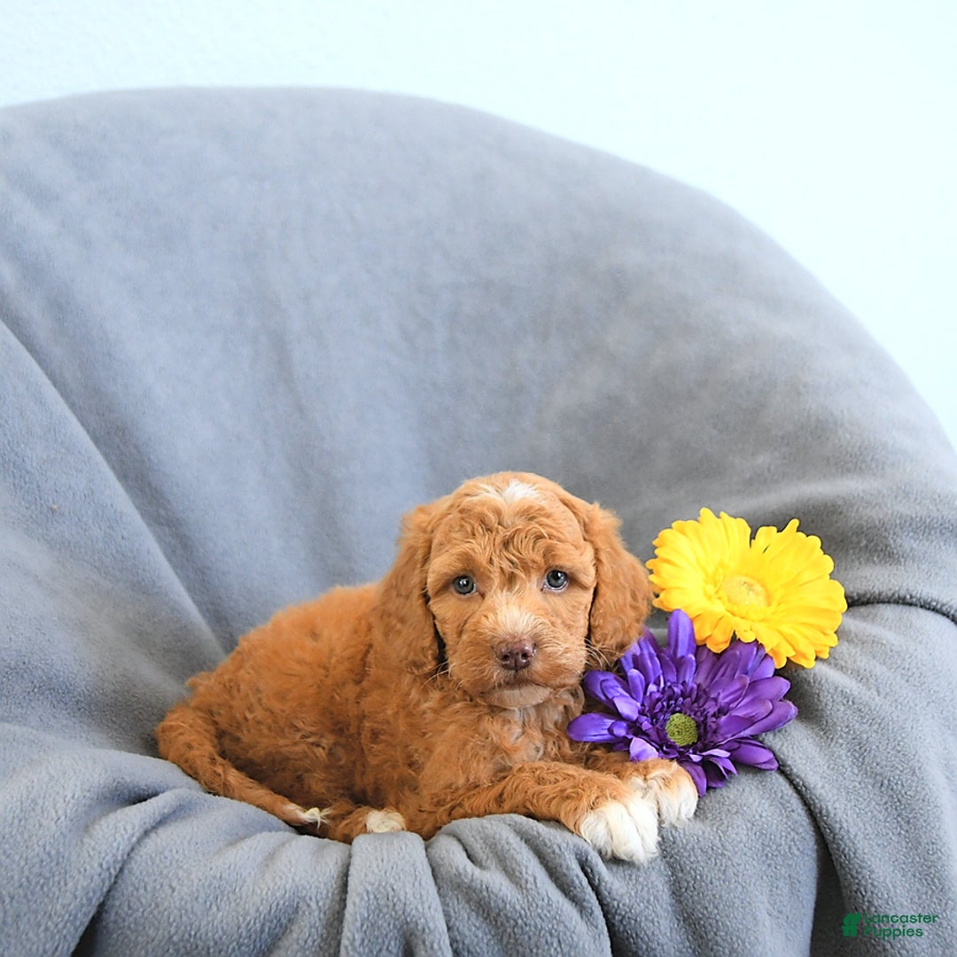 Mini Goldendoodle dogs for sale: Lola - Image 2