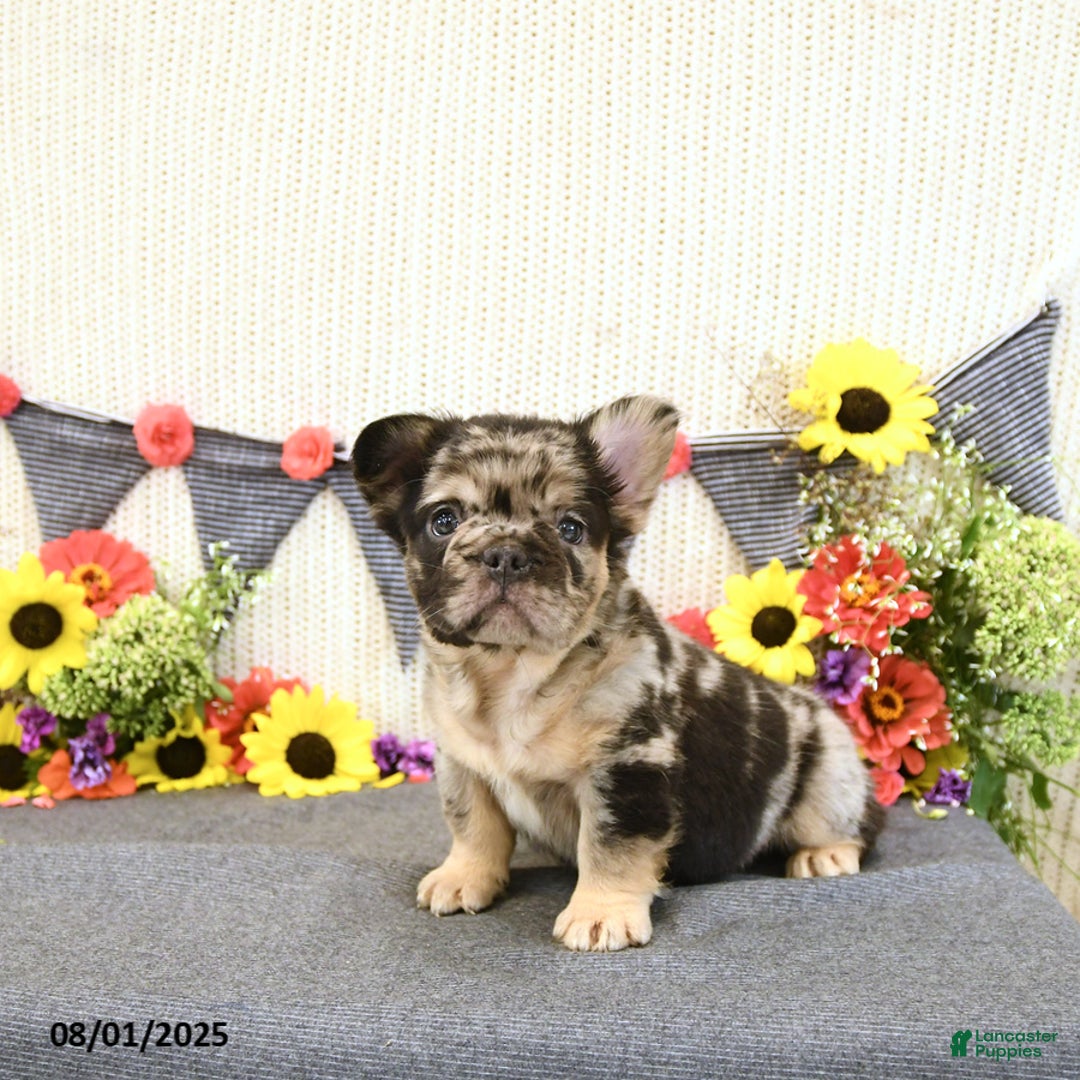 French Bulldog dogs for sale: Harley - Image 3