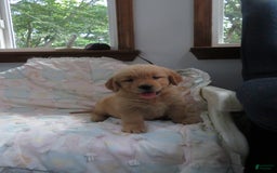 Golden Retriever dogs for sale: Twinkie - Image 17